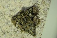 Phigaliohybernia marginaria