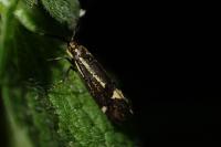 Esperia sulphurella