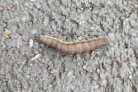 Aedia leucomelas