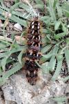 Acronicta rumicis
