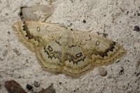 Cyclophora annularia