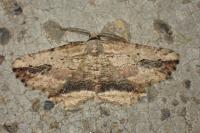 Menophra abruptaria