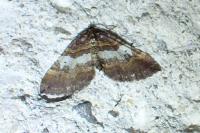 Earophila badiata