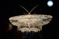 Menophra abruptaria