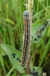Malacosoma neustria