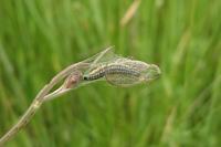 Depressaria daucella