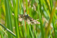 Ematurga atomaria