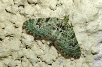 Chloroclystis v-ata