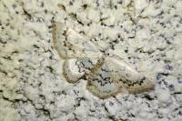 Cyclophora annularia