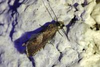 Dichrorampha acuminatana