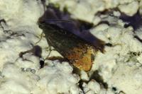 Pammene rhediella