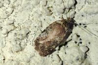 Agonopterix purpurea