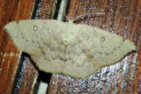 Cyclophora albipunctata