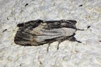 Harpyia milhauseri