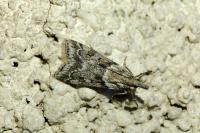 Eudonia angustea