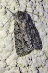 Acronicta auricoma