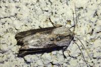 Egira conspicillaris