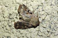 Orthosia gothica