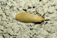 Wittia sororcula