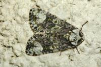 Craniophora ligustri