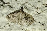 Alucita hexadactyla