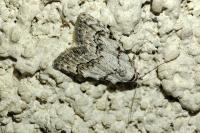 Nola confusalis