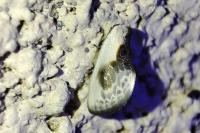 Cilix glaucata