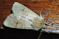 Orthosia miniosa