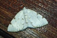 Lomographa bimaculata