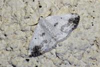 Lomographa temerata