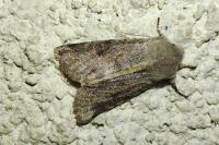 Orthosia incerta