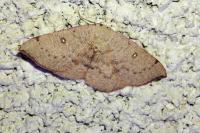 Cyclophora porata