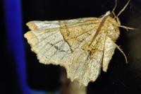 Selenia lunularia