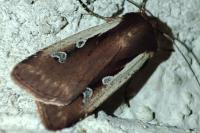 Ochropleura plecta