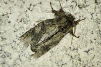 Peridea anceps