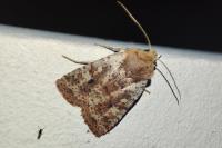 Conistra staudingeri