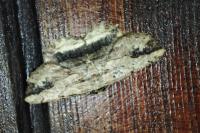 Menophra abruptaria