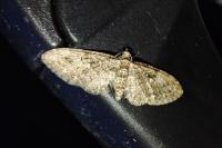 Eupithecia abbreviata