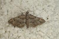 Gymnoscelis rufifasciata
