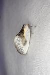 Cilix glaucata