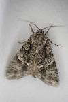Acronicta rumicis
