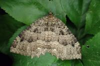 Triphosa dubitata