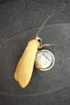 Wittia sororcula