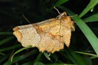 Selenia lunularia