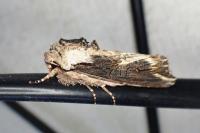 Egira conspicillaris
