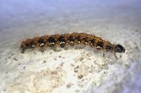 Euplagia quadripunctaria