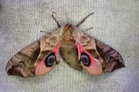 Smerinthus ocellatus