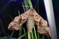 Smerinthus ocellatus