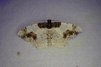 Ligdia adustata