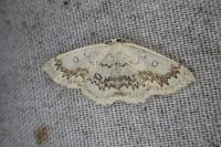 Cyclophora annularia